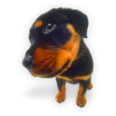 Puppy (10) icon